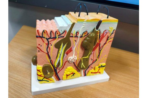 Warsztaty pielęgnacyjne: Automasaż & taping estetyczny